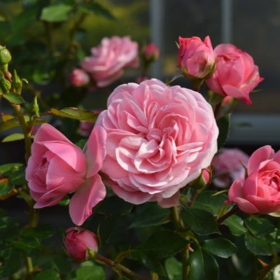 パラゴン PARAGON MAJESTY THE QUEEN ピンクローズ パラゴン PARAGON MAJESTY THE QUEEN ピンクローズ 2客